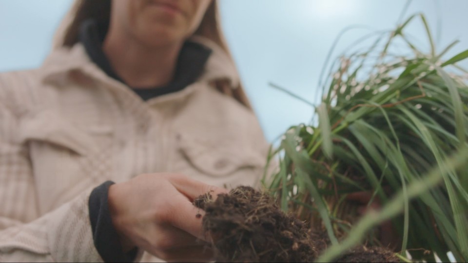 Dairy farmer examining plant roots