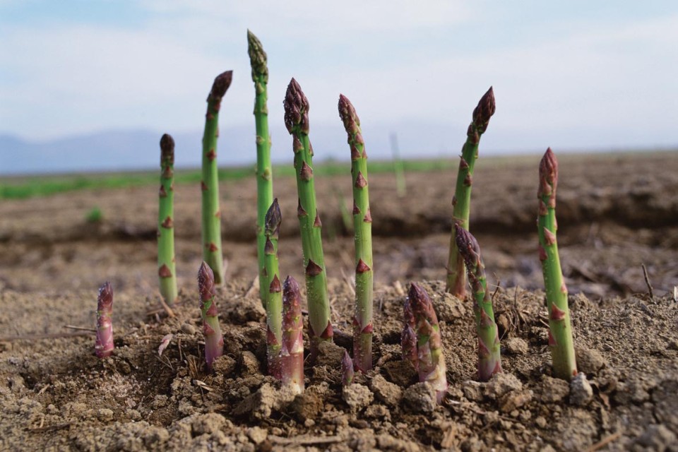 Provenance des aliments: asperges