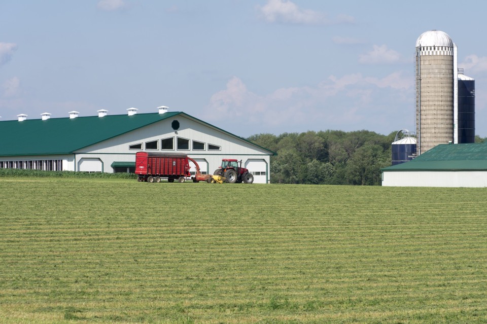 Tractor with a full load of hay silage in a summer farm field