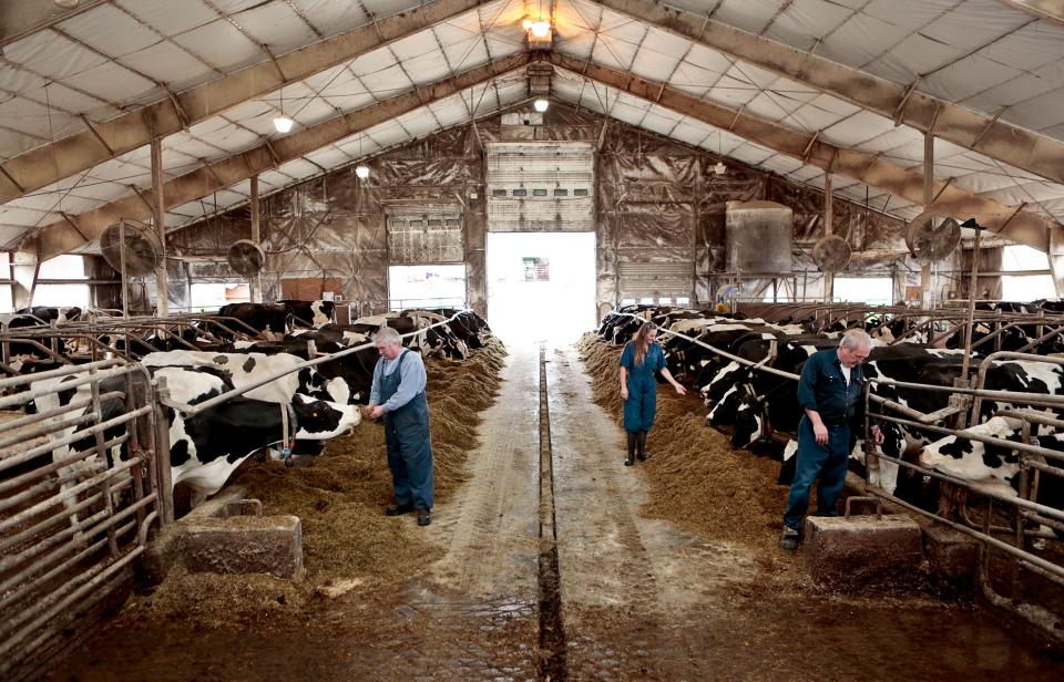 Des producteurs laitiers travaillent dans une étable au Canada.