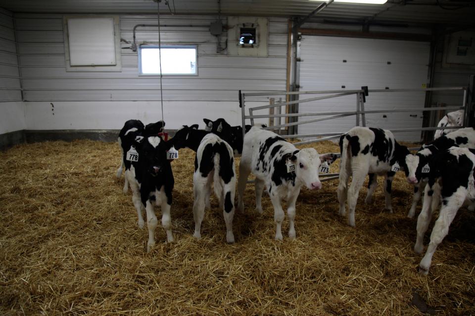 Cows in a Manitoba barn FR