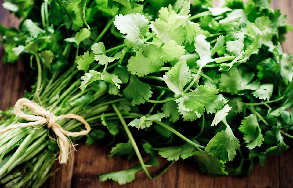 Un bouquet de coriandre fraîche 