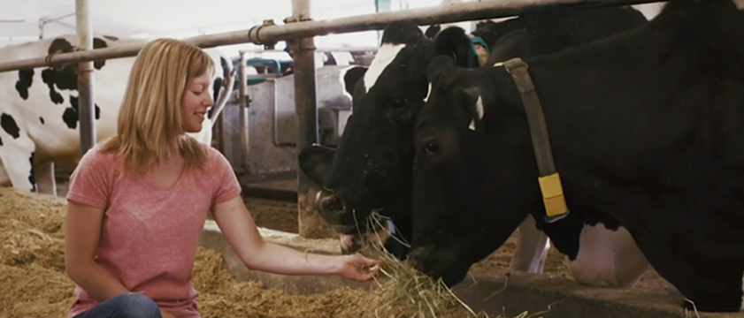 Marie-Pier Vincent tends to the cows