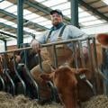 Alain dans son étable avec ses vaches