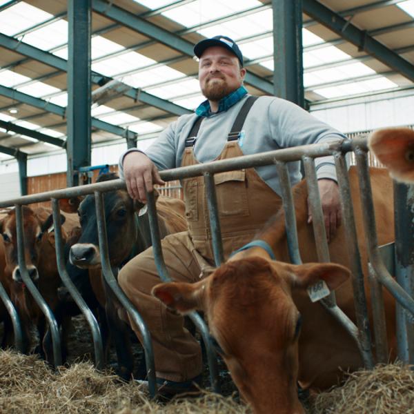 Alain dans son étable avec ses vaches