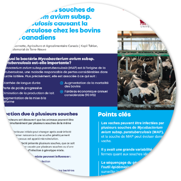 Étudier différentes souches de Mycobacterium avium subsp. paratuberculosis causant la paratuberculose chez les bovins laitiers canadiens