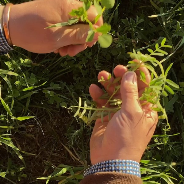 Farmer examining crop