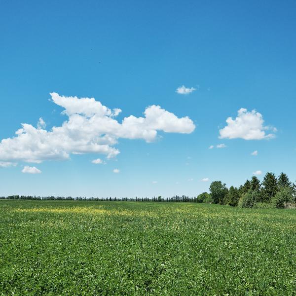 A field on a Canadian dairy farm in Québec