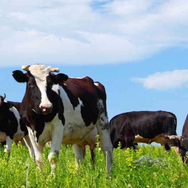 DFCStudentProgram_IDFWeAreDairy