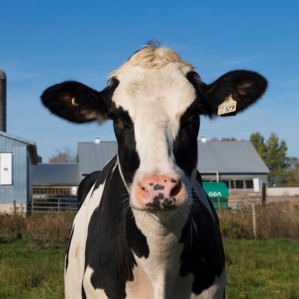 Une holstein dehors devant une grange avec un beau ciel bleu en arrière plan