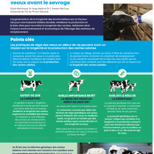 Accroître la longévité et la production des vaches en améliorant la régie des veaux avant le sevrage