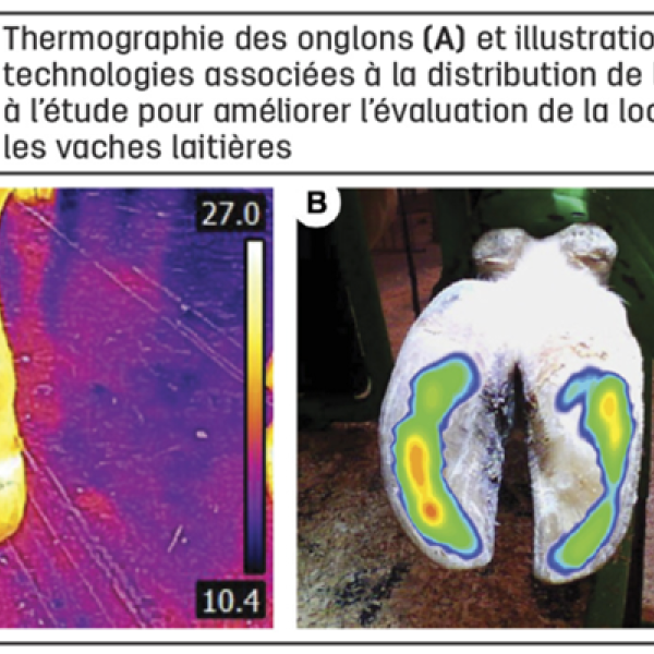 Utiliser la technologie pour améliorer l’évaluation de la locomotion chez les vaches laitières