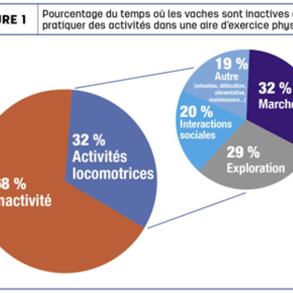 L’accès à une aire d’exercice peut-il améliorer le bien-être de vos bovins?